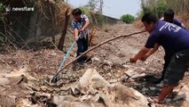 Epic struggle to catch HUGE 20ft long python living in wasteland