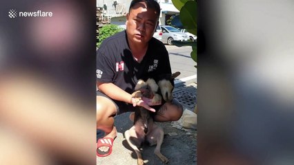 Stray dog that lost two feet in cruel trap is rescued and given new home