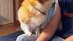 Corgi Disapproves Video Games Cutting into Head Scratching Time