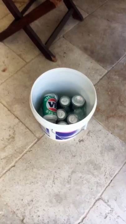 Dog Steals a Beer