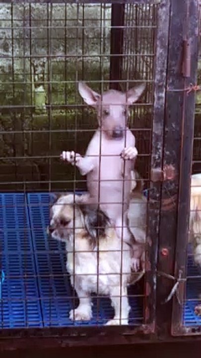 Hairless Pup Sits on Pal