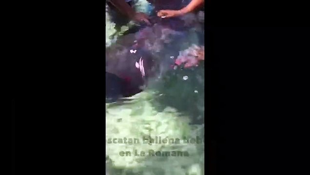 Pescadores rescatan ballena bebé de arrecifes en La Romana
