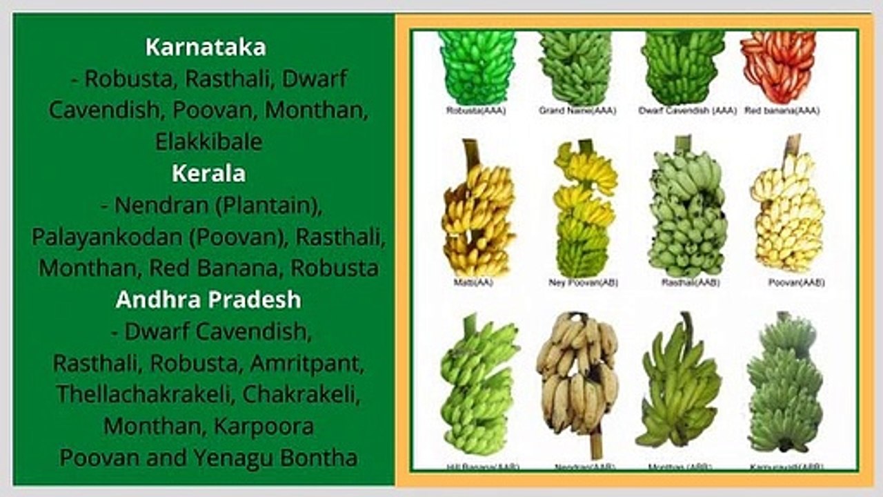Banana Varieties grown in India  - Different Types of banana grown in India