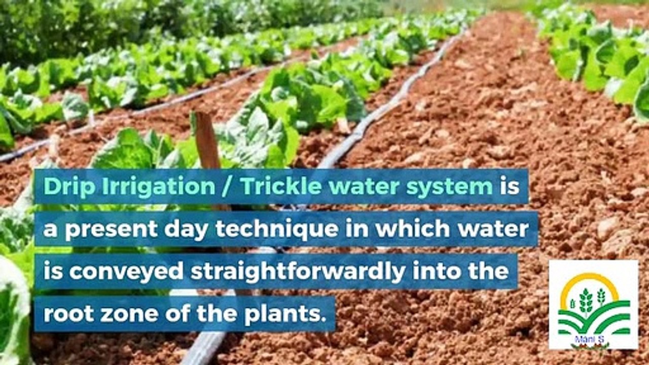 Drip Irrigation_ Advantages and Disadvantages