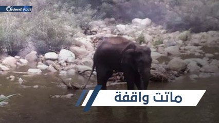 下载视频: وفاة أنثى فيل في الهند.. تتحوّل إلى قضية رأي عام