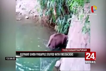 Elefanta preñada muere tras consumir fruta con pirotécnicos