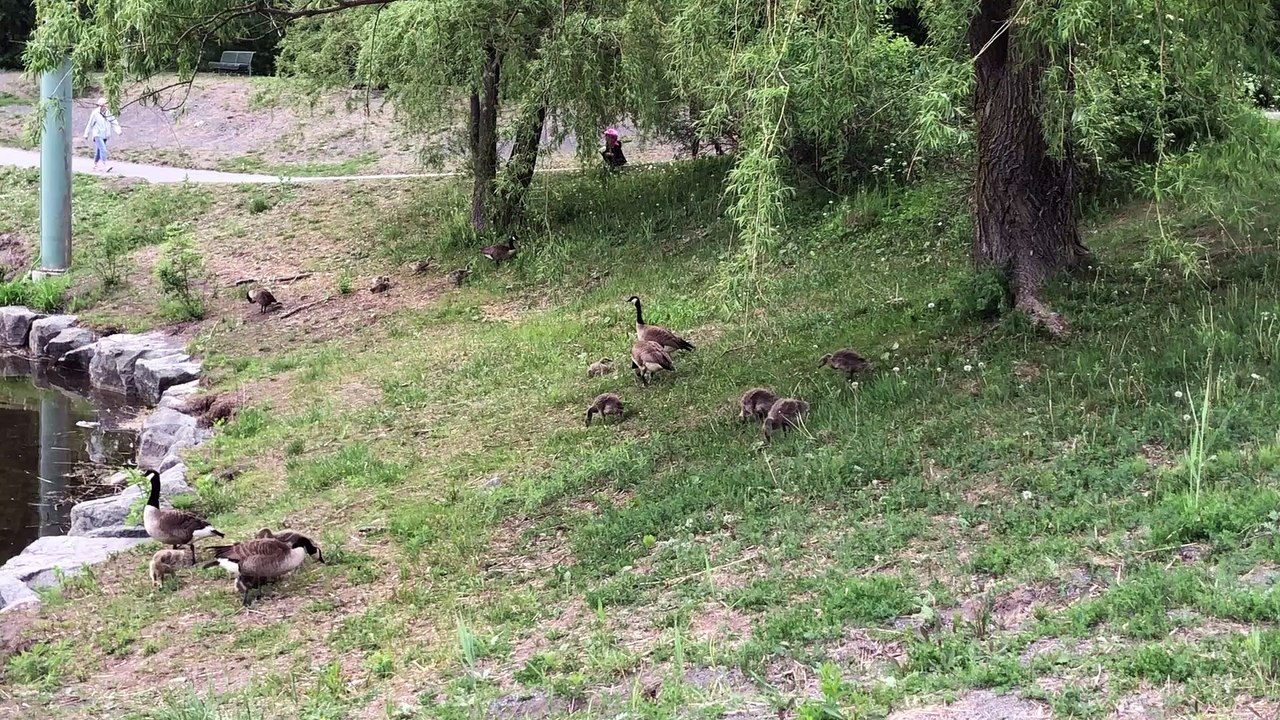 Les bernaches du parc de la Cité - 3 juin 2020