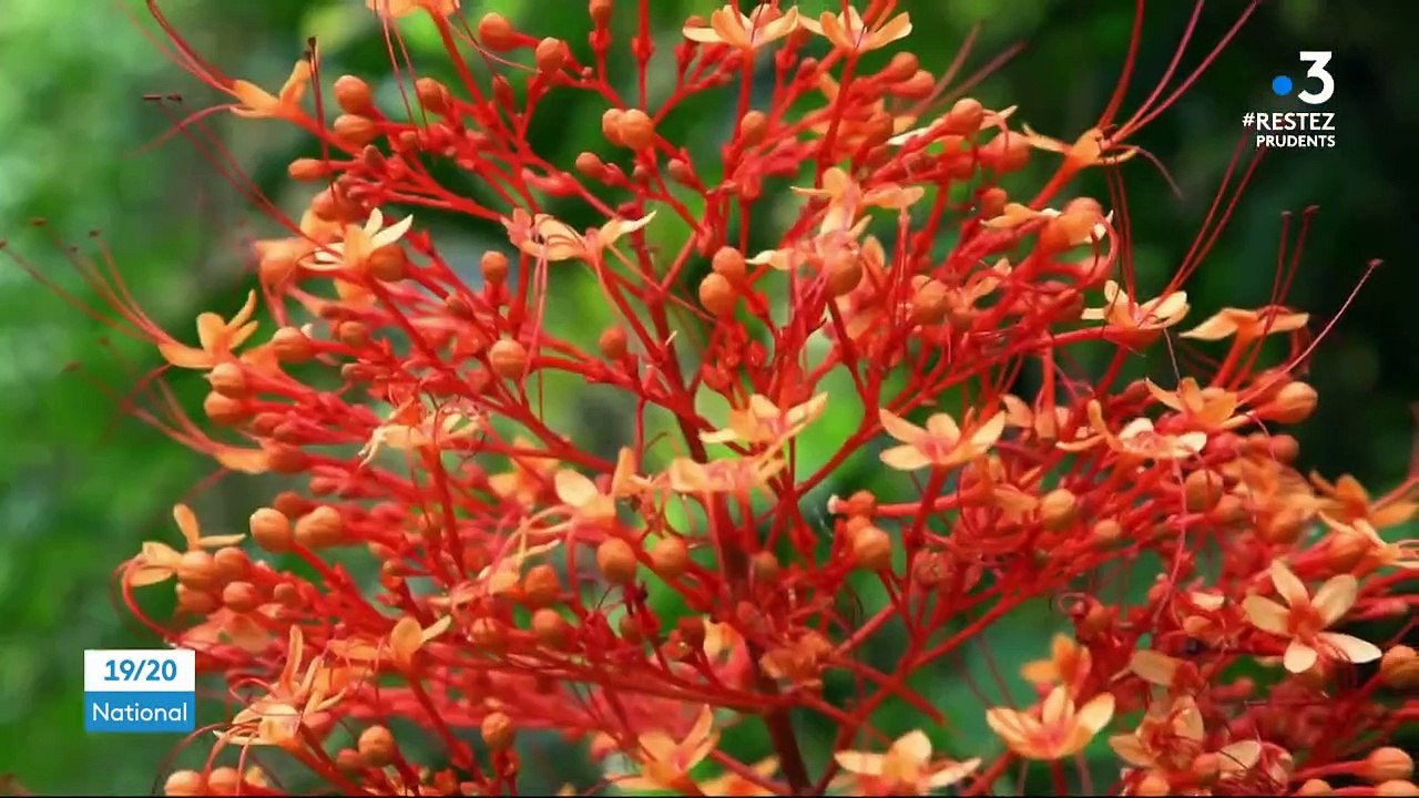 Déforestation : 2019, année cauchemar pour les forêts du monde entier