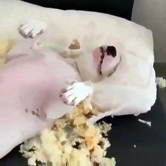 Almofada explode e deixa pobre cadela KO