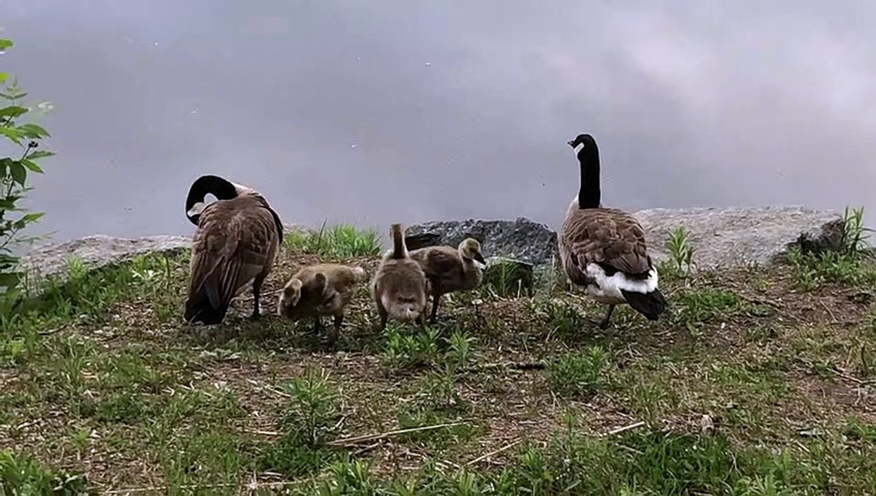 Les bernaches du parc de la Cité - 3 juin 2020