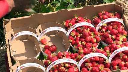 Les Québécois iront-ils travailler au champ cet été ?