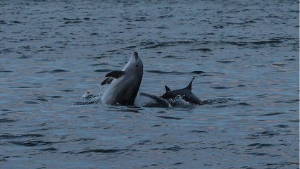 Dolphins In The Louisiana Bayou Keep Dying
