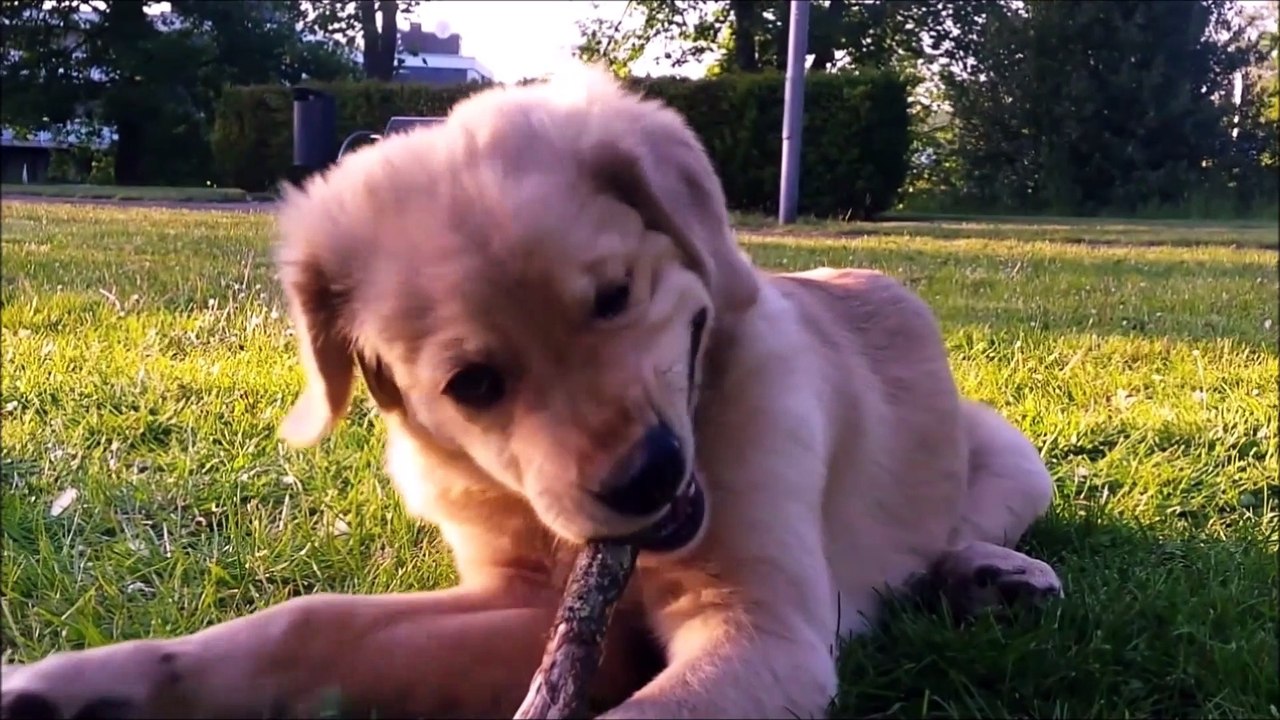 Mein Welpe Buddy knabbert und buddelt und buddelt und knabbert........