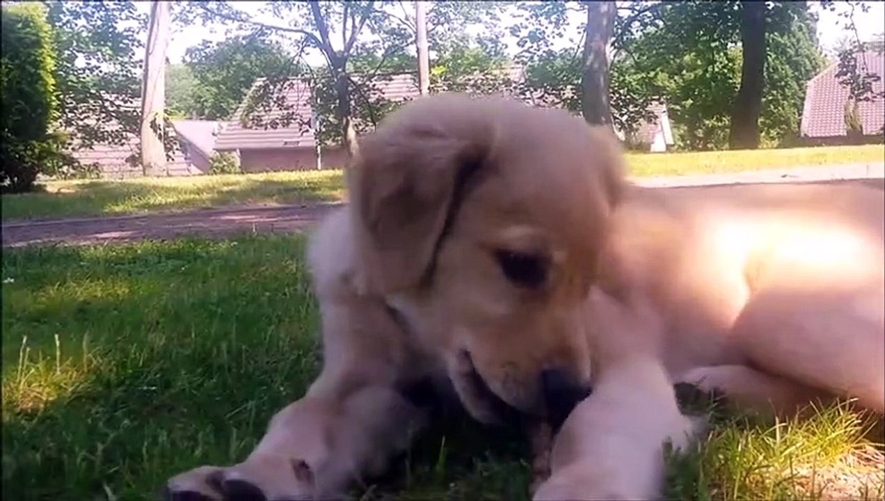 Buddy nochmal beim kacken gefilmt