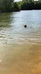 Snake-Wrangling Dog is Proud of His Catch