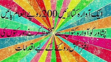 KPK Govt Special Offer. Catch the Dog, Get the Prize. خیبرپختونخوا میں کتا پکڑیں