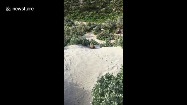 Adorable seal approaches Australians at beach