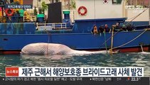 해양보호종 대형 희귀고래 잇따라 발견…학계도 주시