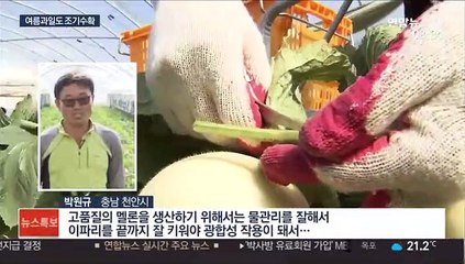 때이른 무더위에 여름 과일 인기…조기수확 재배기술 덕분