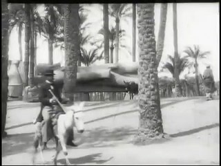 Bourricots sous les palmiers (Borricos bajo las palmeras) [1897]
