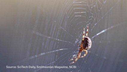 The special properties of spider silk and what science can learn from it