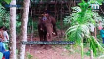 Pregnant Elephant Dies After Being Fed Pineapple Stuffed With Crackers- Mathrubhumi News