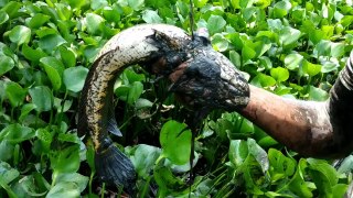 Best Hand Fishing-Big Fish Hunting in the Natural Beautiful Canal -Traditional Fishing in Bangladesh