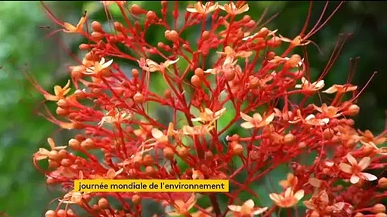 Journée mondiale de l'environnement : année catastrophe pour les forêts
