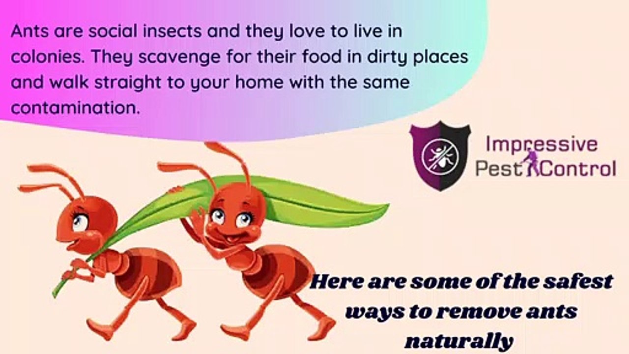 Some Natural Way To Get Rid Of  Ants