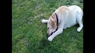 Labrador Eats Grass Because...