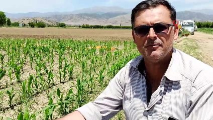 Ödemiş’te mısır üretimi artıyor
