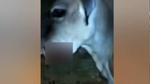 हथिनी की मौत के बाद गाय की तस्वीर हुई वायरल, आटे की गेंद में डाल रखा था विस्फोटक पदार्थ