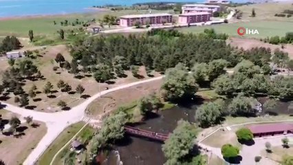 İnci kefalinin martılar ile mücadelesi