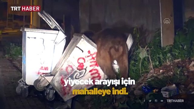 Mahalleye inen boz ayı çöpte yemek aradı