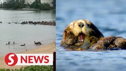 Bevy cute otters romp on deserted Melaka beach
