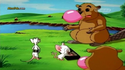 بينكي وبرين حلقة القنادس تبني السد