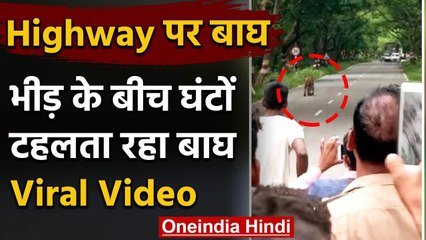 Uttar Pradesh: Pilibhit में भीड़ के बीच टहलता रहा Tiger, लोग खींचते रहे फोटो | वनइंडिया हिंदी