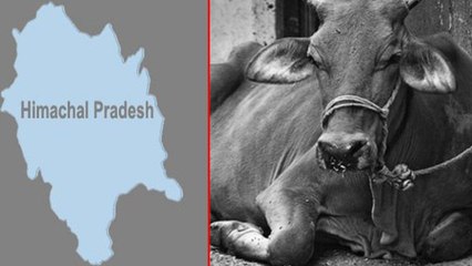 After #Elephant, Now Pregnant Cow | Video Surfaces Online!