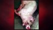 Cochon trouvé encore en vie dans une poubelle - Pays de la Loire