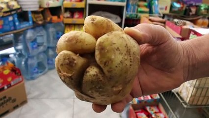 Yumruk şeklindeki patates görenleri şaşırtıyor - MERSİN