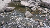 Göksu Çayı'nda balık ölümleri - ADIYAMAN