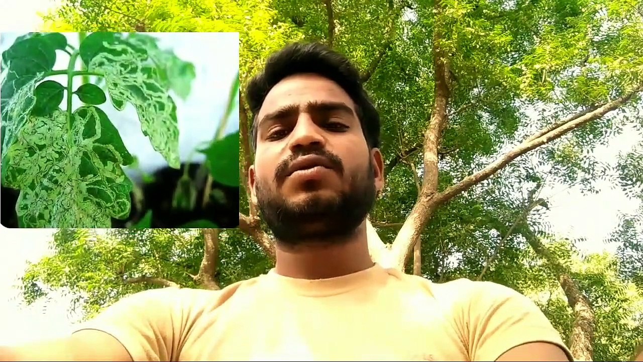 Leaf miner attack of tomato crop || Leaf miner control of tomato crop || Life Cycle of leaf miner