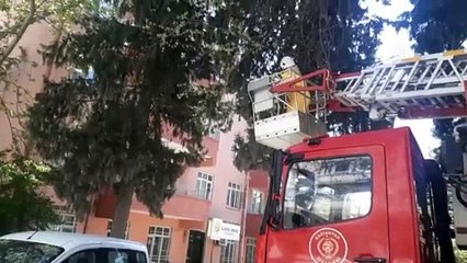 Ağaçta mahsur kalan kedi kurtarıldı - GAZİANTEP