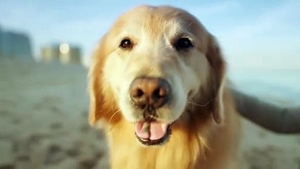 WeatherTech !Lucky Dog! Super Bowl commercial  2020