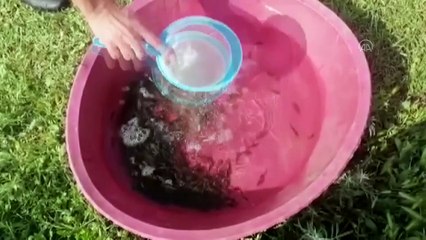 Göletlere 55 bin pullu sazan yavrusu bırakıldı - SİİRT