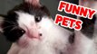 Funniest Cat, Dog & Pets Home Videos Weekly Compilation _ Funny Pet Videos