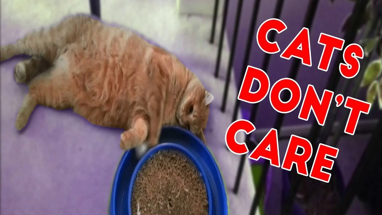Cats Don't Care Funny Pets Videos of 2016 Compilation