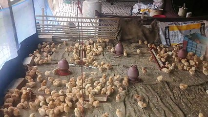 Poltry Farm in Bangladesh- #creativity