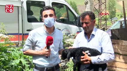 Bingöl depreminde annesini kaybeden 5 günlük kuzuya ilgi