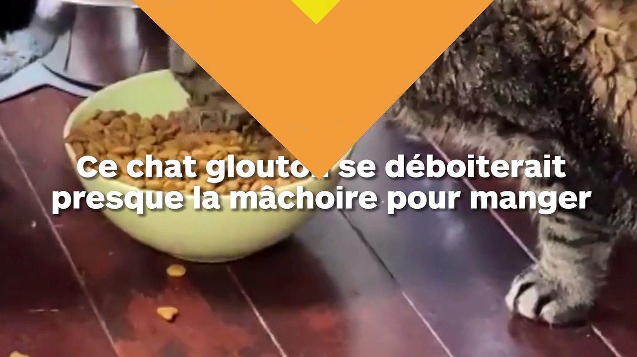 Un chat glouton se décroche presque la mâchoire pour engloutir ses croquettes